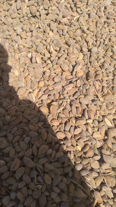 Yupqa puchoqli bodom bor