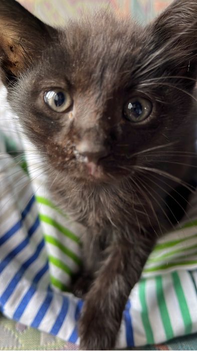 Ofer spre adoptie 3 pisici 2 pui si o femela adulta