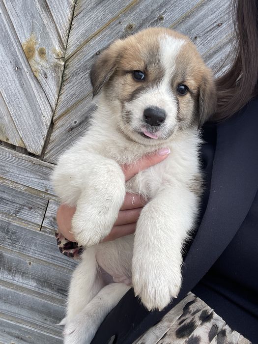 Se doneaza , catei talie mare