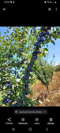 Tund/plantez pomi fructiferi și vita de vie