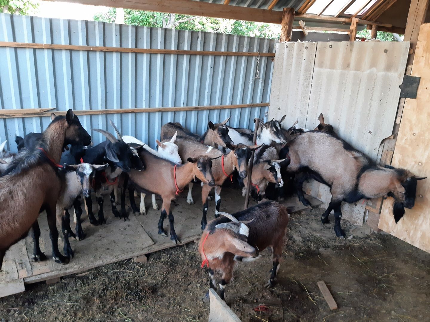 Чистая парода козы продаем оптом и отдельно ешкі ешкы коза козы