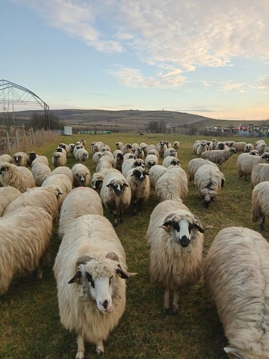 Vând oi mai multe detalii la telefon