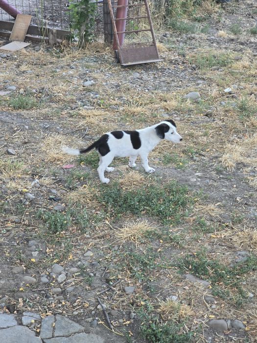 Donez câine de rasă mică