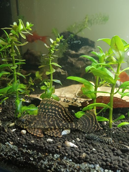Pui ancistrus calico,melci,pleco