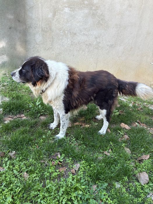 Продавам каракачански овчарки