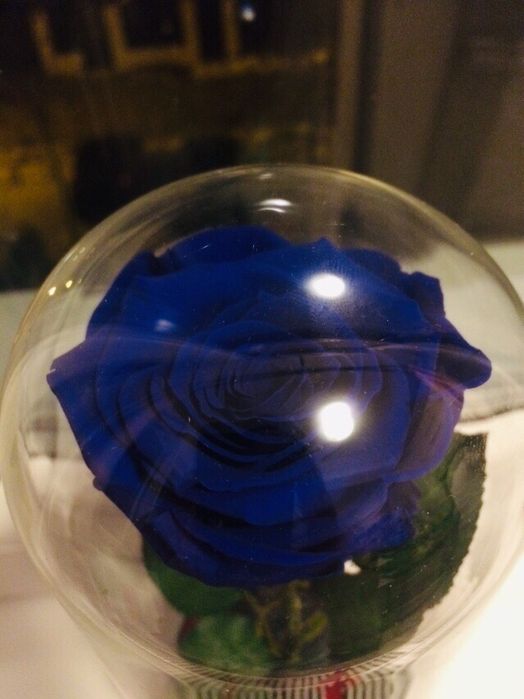 Trandafir bleumarin criogenat conservat