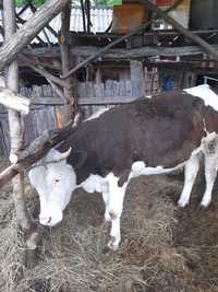 Vaca sau junica de vanzare