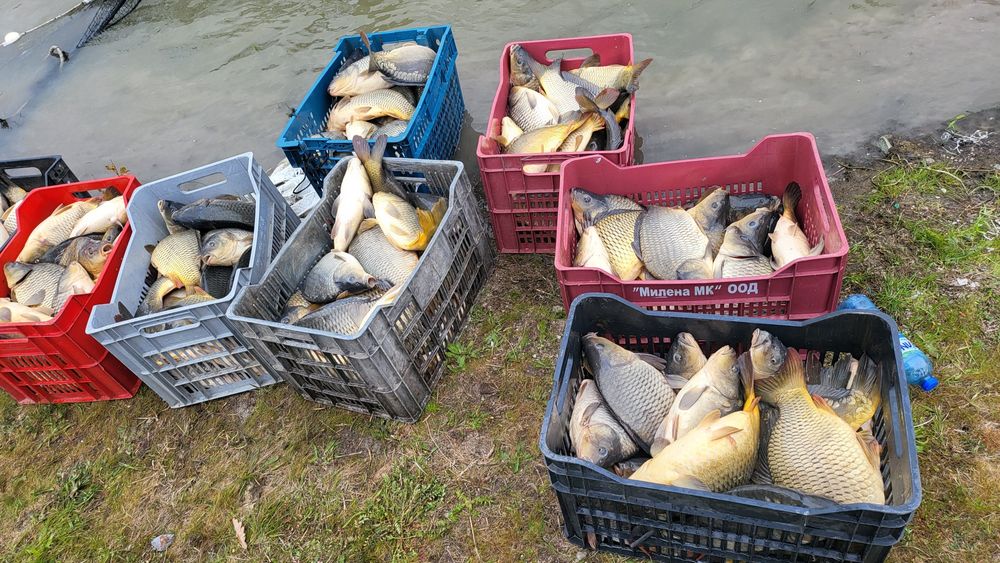 Продавам жива риба