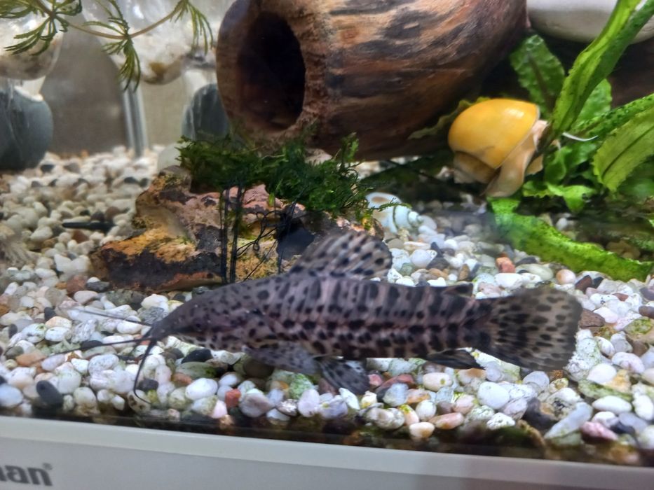 Сомик таракатум продаётся