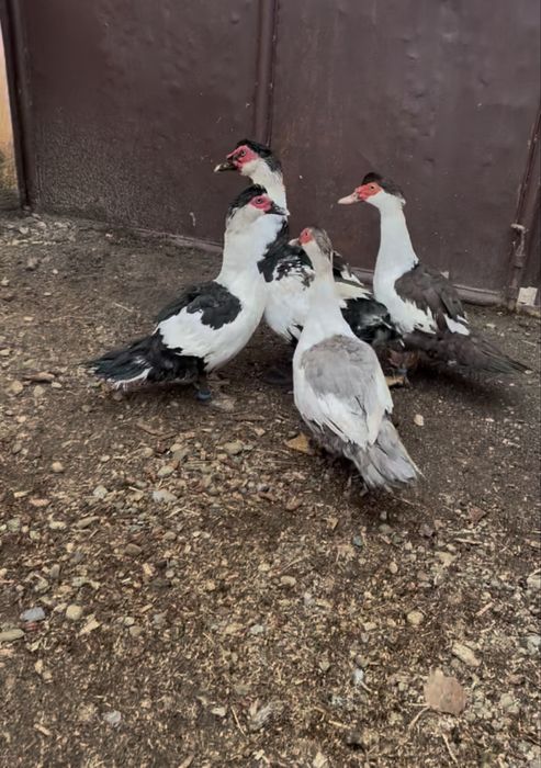 Vand familie Rațe Lesești Varietatea Coțofana