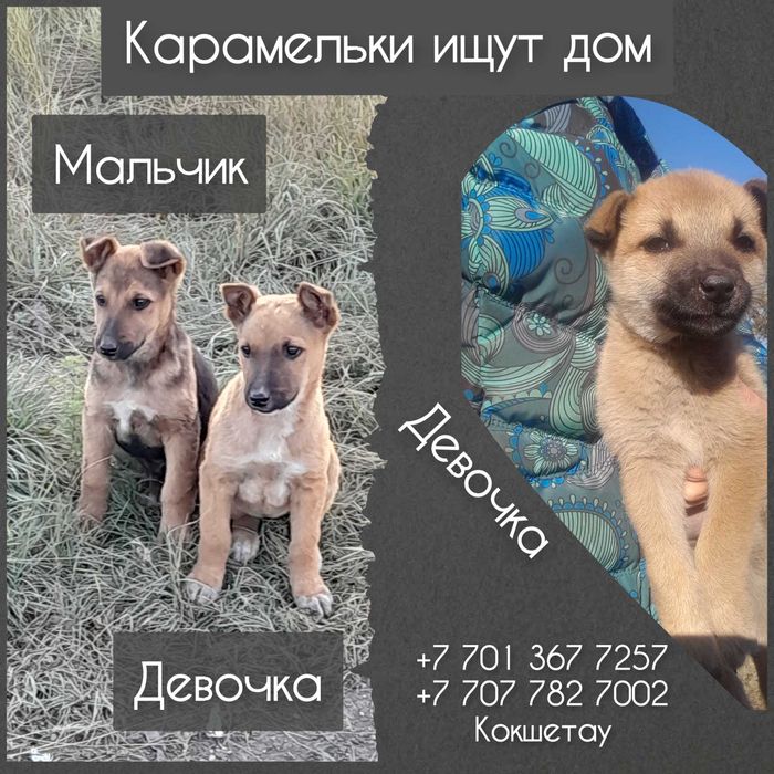 Щенки ищут ответственных хозяев и дом