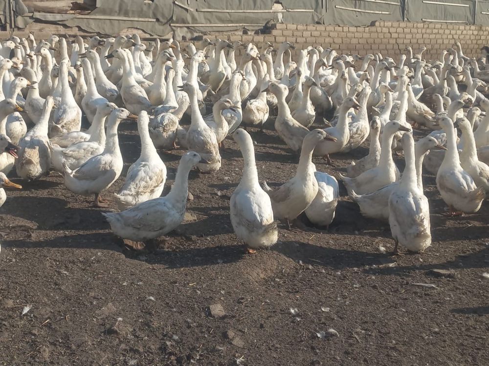 Белые утки кордай