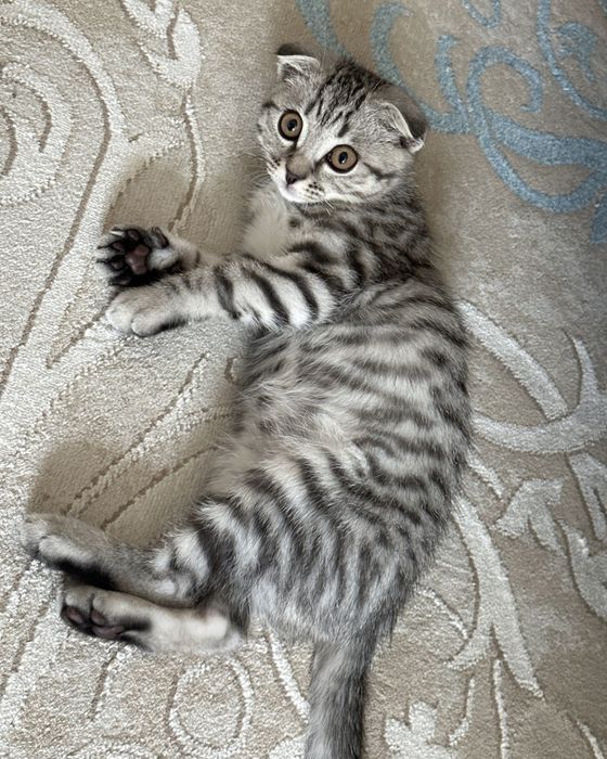 Срочно до конца  месяца Чистокровные скоттиш фолд котята