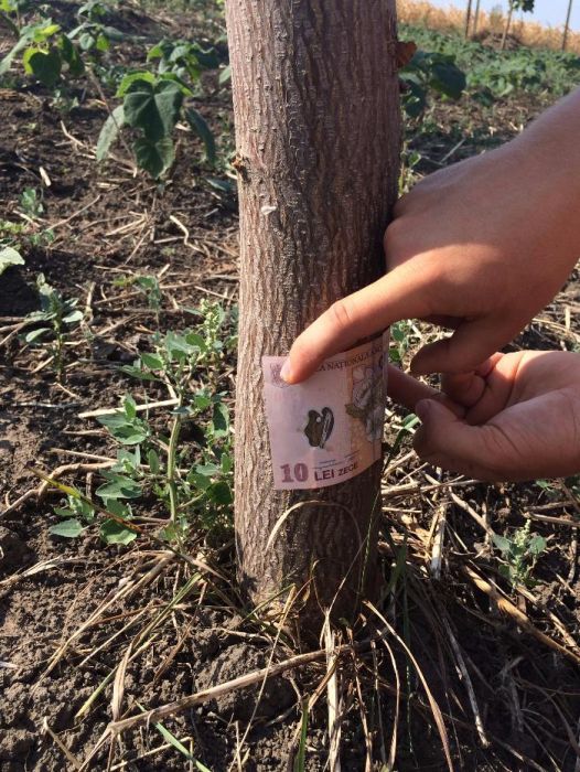 Vand Paulownia de 1,5 m