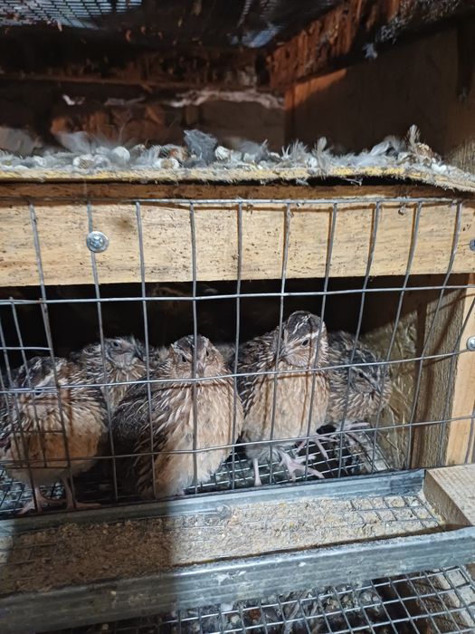 Бодене кораздары петушки сатылады