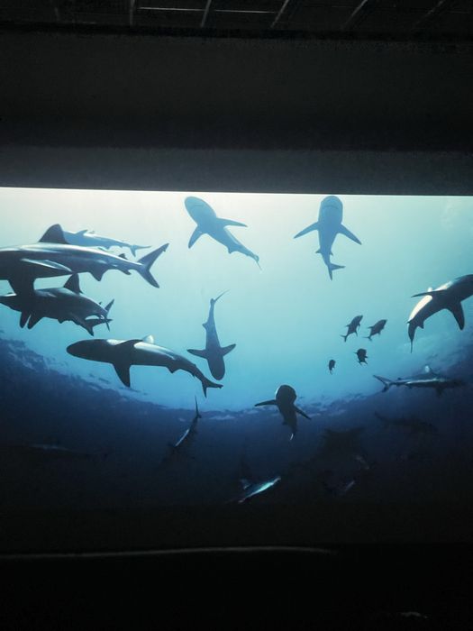 Демалдырам massajj на выезд