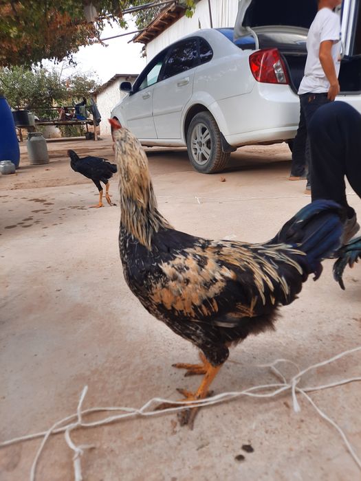 Хонаки хурозлар сотилади