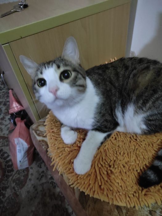 Ищю котёнка мальчика