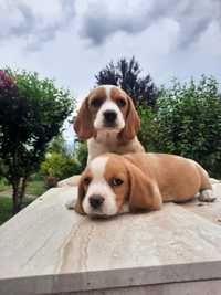 Beagle bicolor !