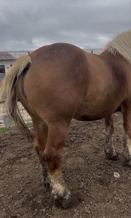 Vand iapa sange rece polonez