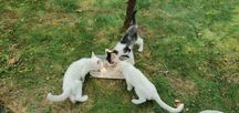 Подарявам двумесечни котета.