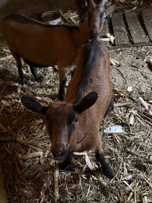 Ieduta alpin francez