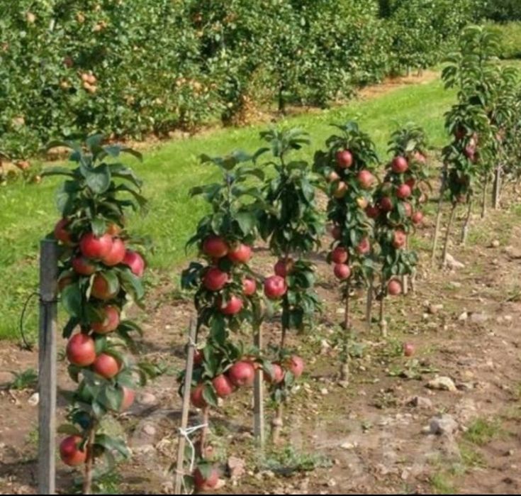 Pomi Fructiferi Columnari