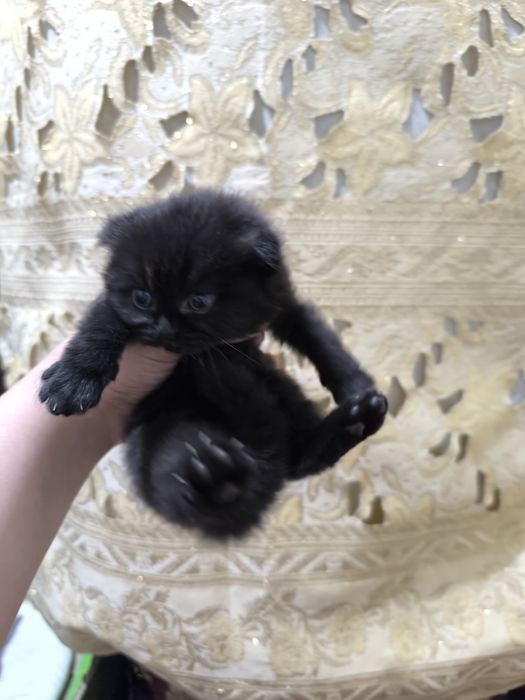 Зотдор скоттиш фолд мушук сотилади.