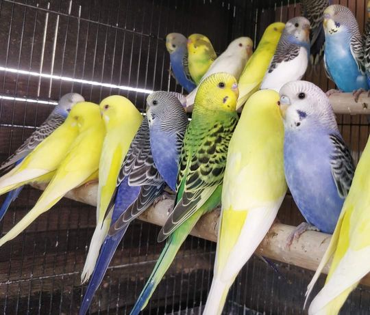 Peruși papagali canari