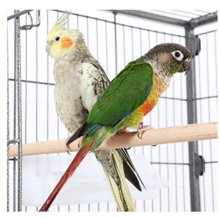 Colivie metalică , H=94,5 cm ,spațioasă, durabila