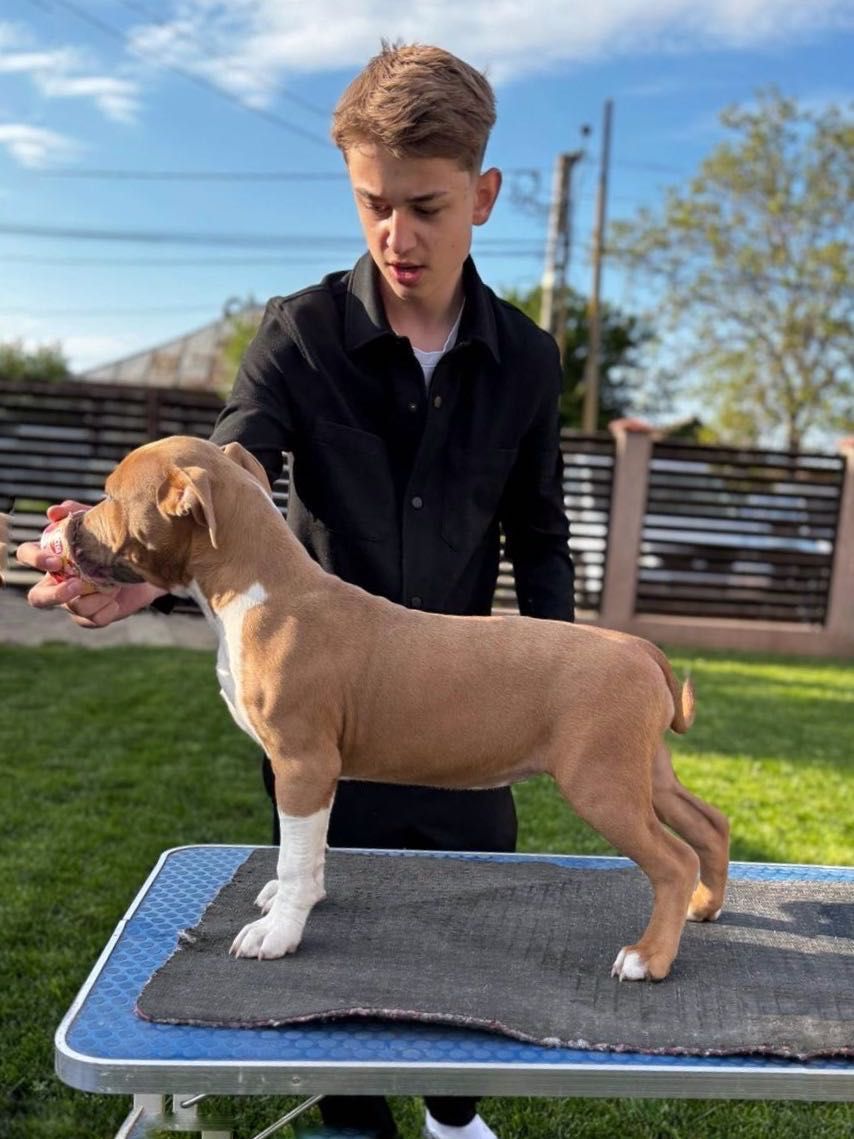 Amstaff rasă pură cu pedigree