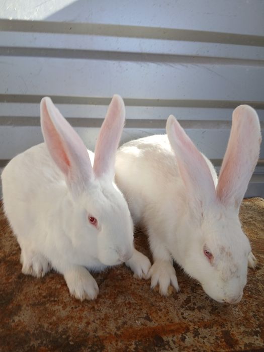 Vând iepuri uriaș de Transilvania