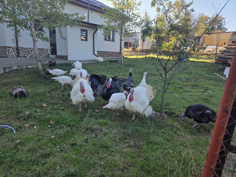 Vand curcani si curci