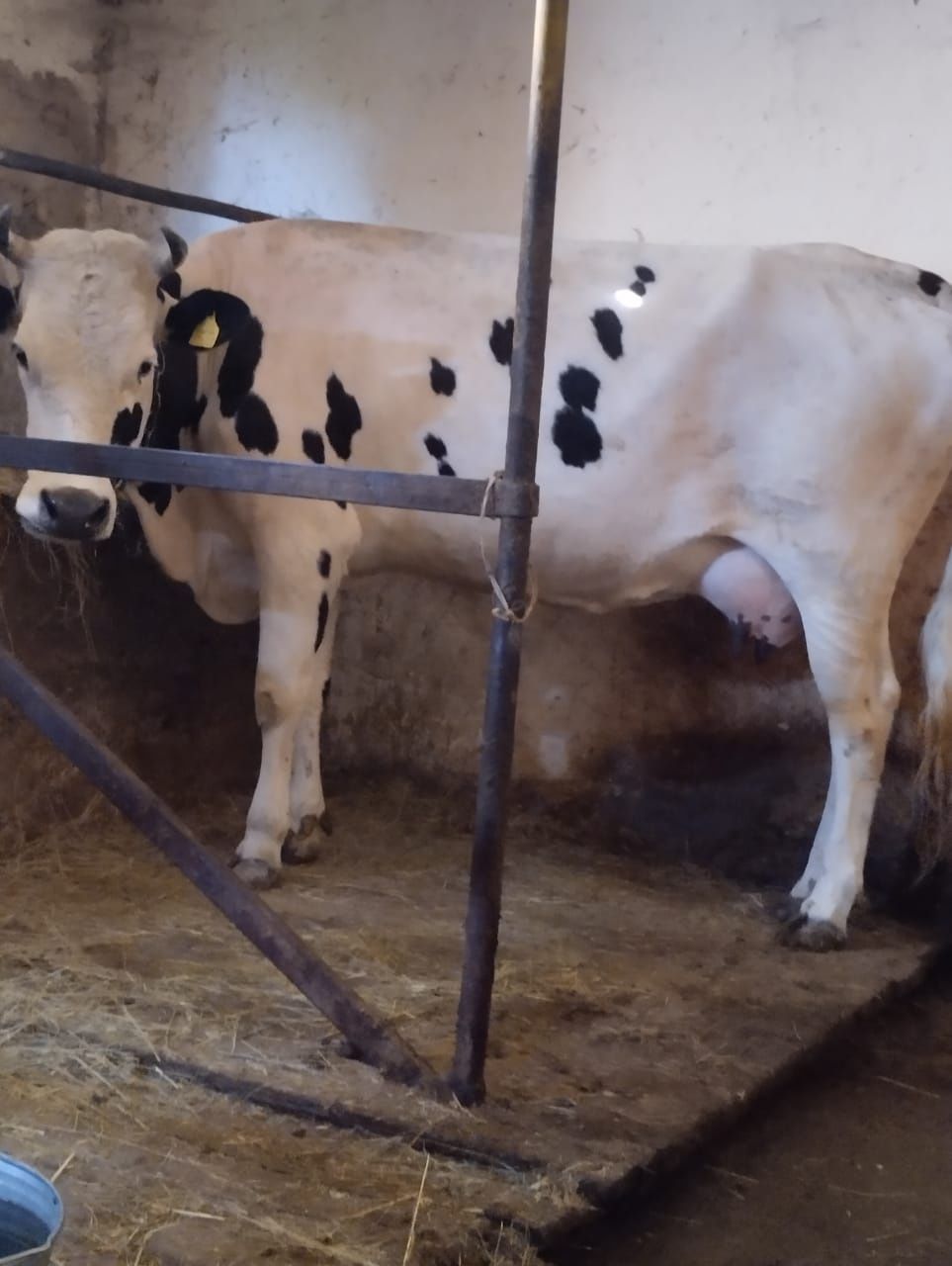 Продам корову и бычков