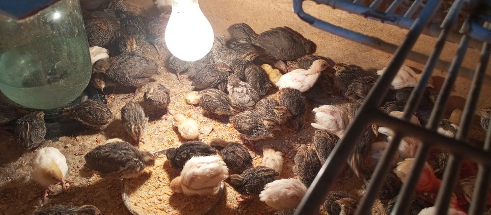 Бедана жўжалари сотилади