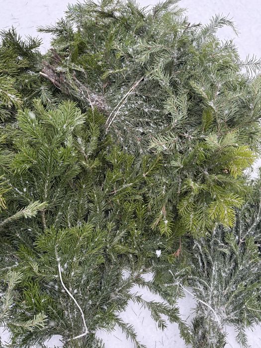 Лапник пихтовый!