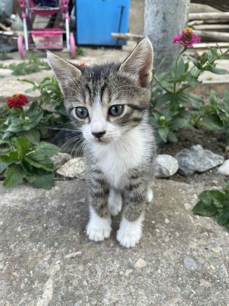 Малки котета!