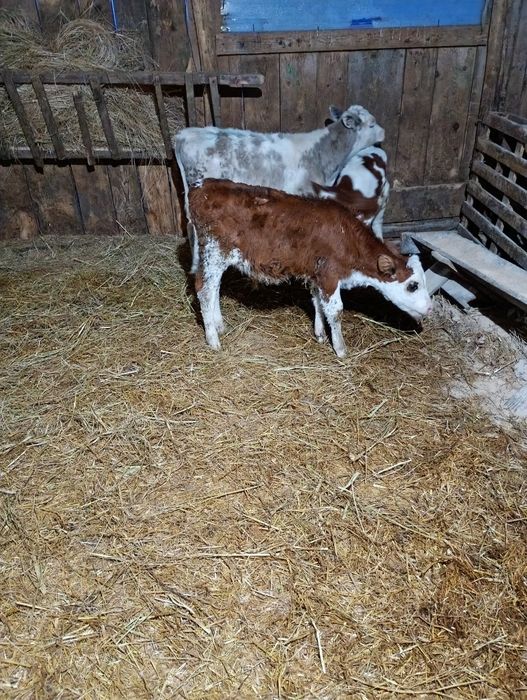 Vând viței de 8 săptămâni