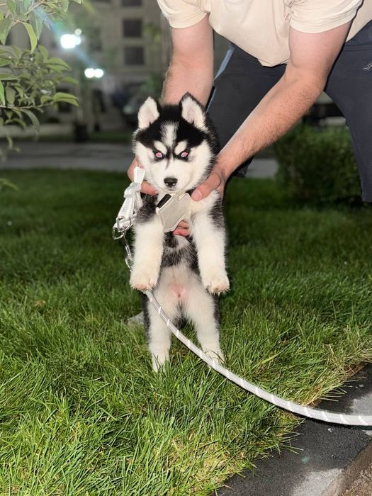 Соглом ит сотилади гарантияси бор