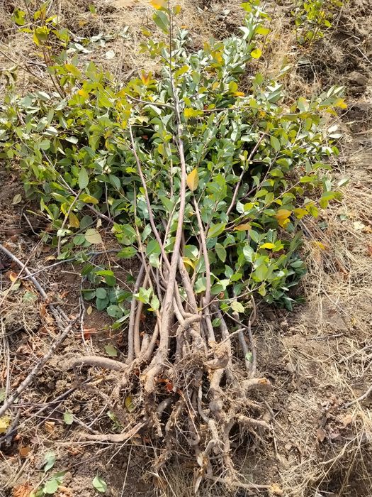 Gilos achchiq gilos koʻchati