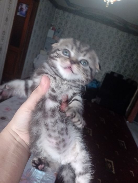 Шотландское вислоуха