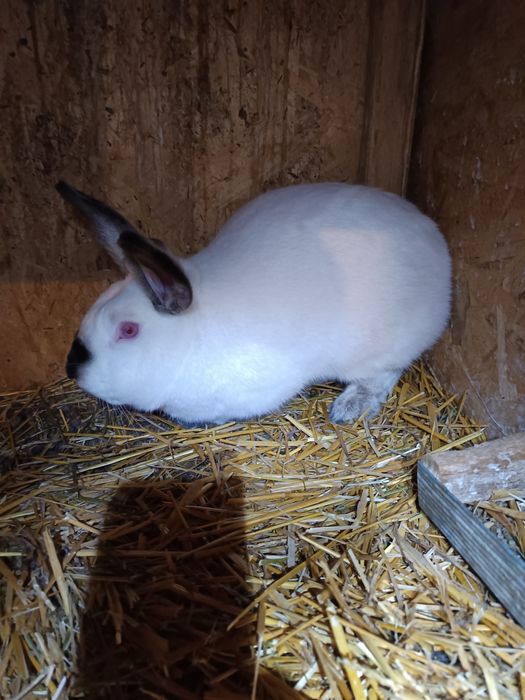 Pereche de californian