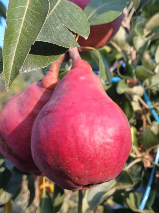 Pomi fructiferi la ghiveci !