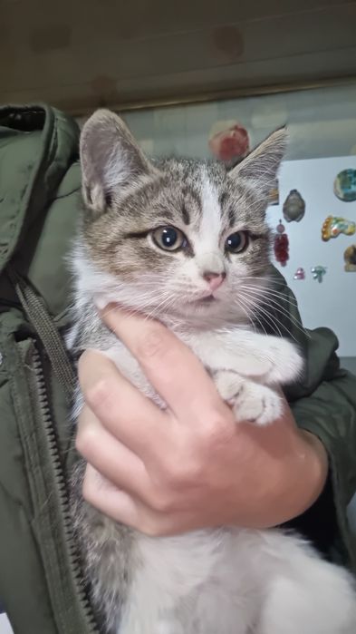 Отдам котят в добрые руки