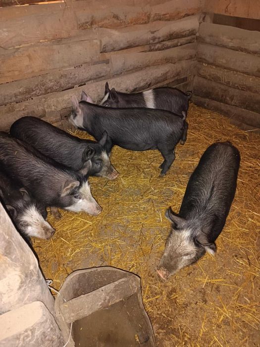 Продавам малки прасенца