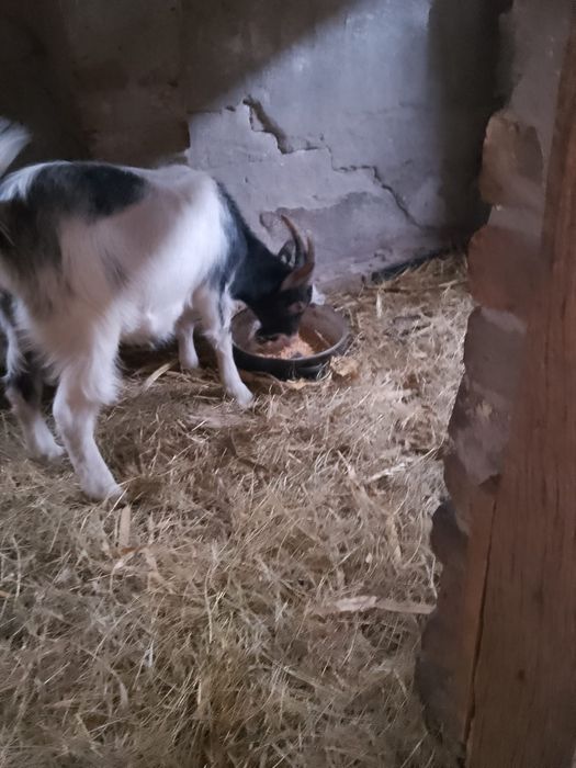 Doua Iede de vânzare