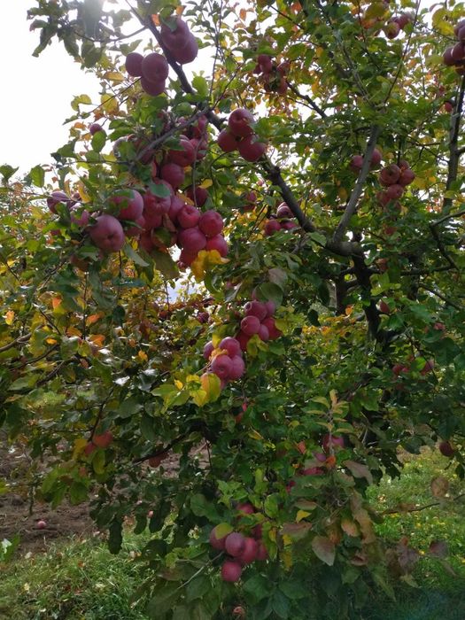 Vânzare teren cu livadă. Înconjurat de pădure