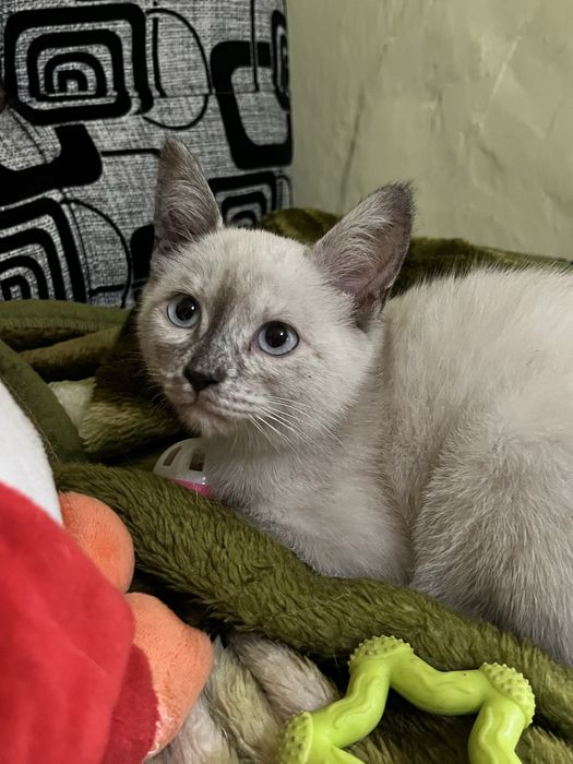 Самая красивая кошечка