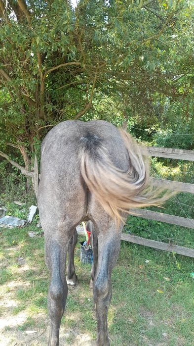 Vînd o mînză de 1 an