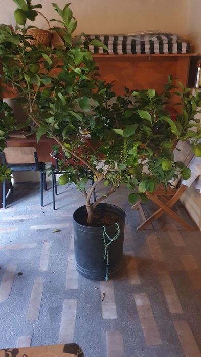 Vând Lămâi în ghiveci cu fructe
